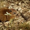 Daman skalni - Procavia capensis - Rock Hyrax o0582